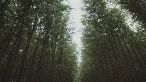 Eucalyptus plantation 8 Video stock 127486689
