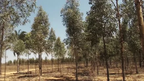 Eucalyptus plantation in a dry place on a sunny day Stock Footage