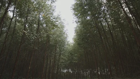 Eucalyptus plantation 스톡 동영상 127497038