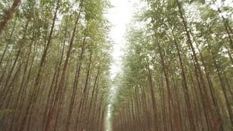 Eucalyptus plantation 動画素材 127506540