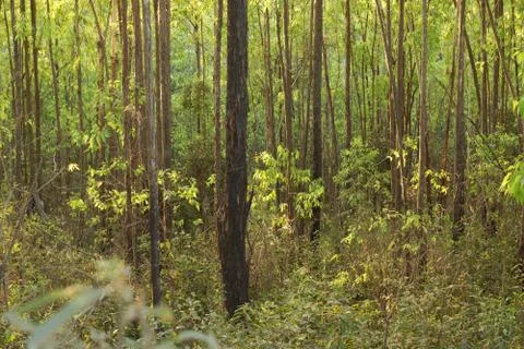 Eucalyptus planted side by side along the road Stock Photos