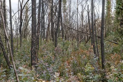 Eucalyptus pyrophyte trees sprouting after a wildfire Stock Photos