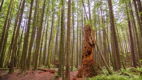 Eucalyptus regnans, also known as mountain ash or swamp gum tall forest tree s Stock Footage 309288093