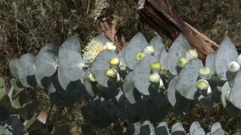 Eucalyptus rhodantha leafs moving by the wind Stock Footage 252517786