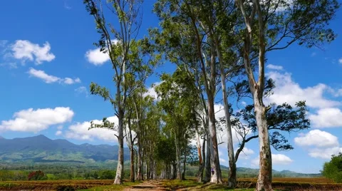 The Eucalyptus Road 02 (4K) 스톡 동영상 47178872