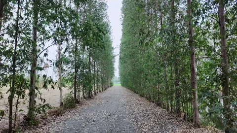 Eucalyptus Road, Tree Road Stock Footage 276484553