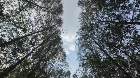 Eucalyptus Road, Tree Road view from the bottom to the top Stock Footage 276484552