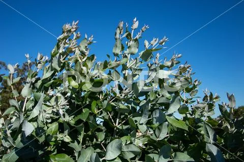 Eucalyptus saplings swaying in the wind in Coruna Spain Stock Photos