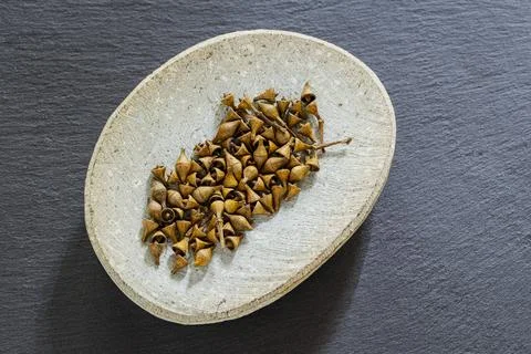 Eucalyptus seed group Stock Photos