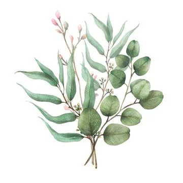 Eucalyptus seeded, silver dollar tree plant, laurel branch and pink buds Illustrazione stock
