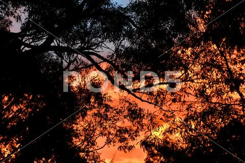 Eucalyptus Silhouette Stock Photos