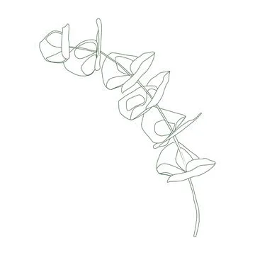 Eucalyptus silver dollar branch continuous line drawing. One line minimalism art Stock Illustration