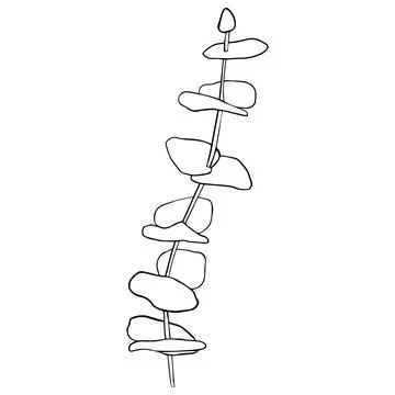 Eucalyptus silver dollar branch continuous line drawing. One line minimalism art Stock Illustration