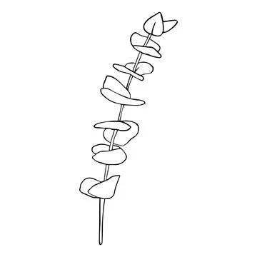 Eucalyptus silver dollar branch continuous line drawing. One line minimalism art Stock Illustration