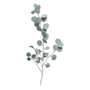 Eucalyptus silver dollar tree leaves natural branches with green leaves tropical Stock Illustration
