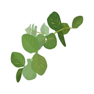 Eucalyptus silver dollar tree leaves natural branches with green leaves tropical Stock Illustration