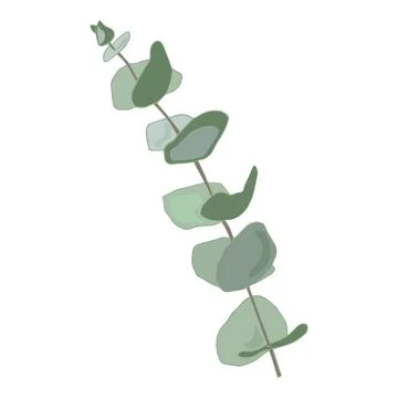 Eucalyptus silver dollar tree leaves natural branches with green leaves tropical Stock Illustration