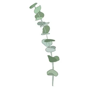 Eucalyptus silver dollar tree leaves natural branches with green leaves tropical Stock Illustration