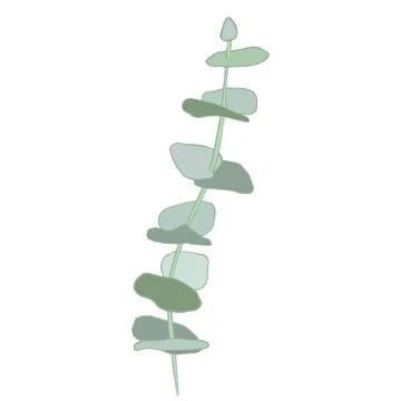Eucalyptus silver dollar tree leaves natural branches with green leaves tropical Stock Illustration