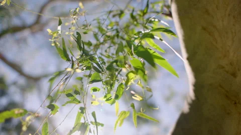 Eucalyptus tall Native Tree Trunk Leaf, Australia, SA, Mt Lofty Ranges Stock Footage 236347744