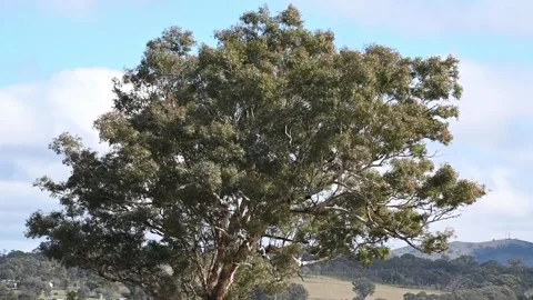 Eucalyptus Tree 1080 ungraded Stock Footage 339035859