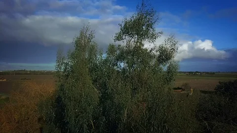 Eucalyptus tree aerial Stock Footage 129567241
