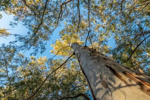 Eucalyptus tree in against sky Stock Photos