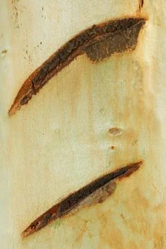 Eucalyptus tree background Stock Photos
