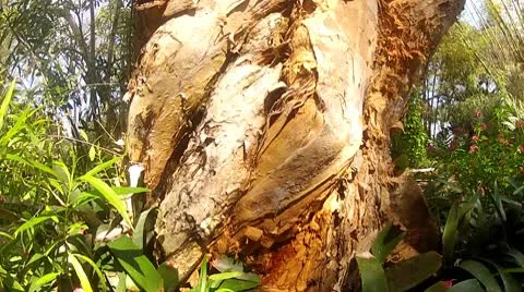Eucalyptus Tree Bark Vídeo Stock 10745371