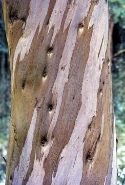 Eucalyptus tree bark pattern, Nilgiris, Tamil Nadu, South India, India, Asia Stock Photos