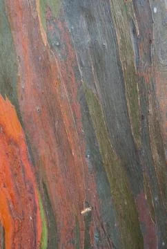 Eucalyptus tree bark Stock Photos