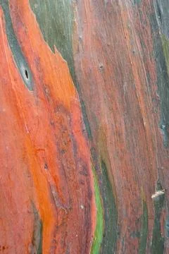 Eucalyptus tree bark Stock Photos