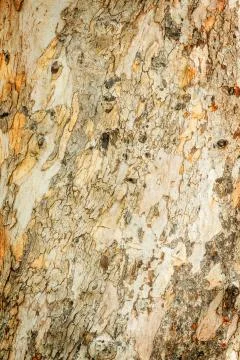 Eucalyptus tree bark Stock Photos