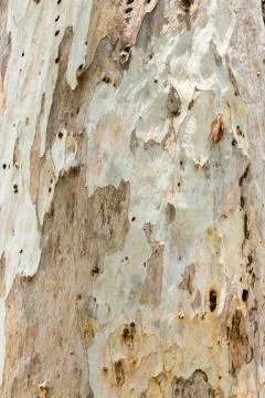 Eucalyptus tree bark Stock Photos