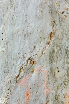 Eucalyptus tree bark Stock Photos