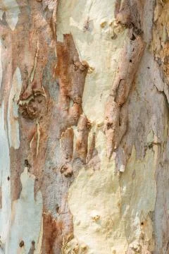 Eucalyptus tree bark Stock Photos