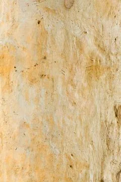 Eucalyptus tree bark Stock Photos