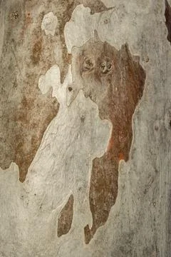 Eucalyptus tree bark Stock Photos