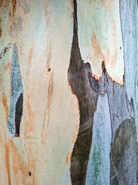 Eucalyptus tree bark shows unique texture and patterns in natural setting d.. 스톡 사진