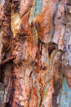 Eucalyptus tree bark texture, colourful natural abstract pattern Stock Photos