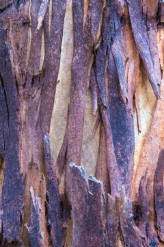 Eucalyptus tree bark texture, colourful natural abstract pattern Stock Photos