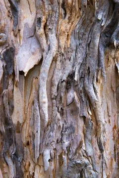 Eucalyptus tree bark texture, colourful natural abstract pattern Stock Photos
