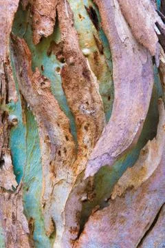 Eucalyptus tree bark texture, colourful natural abstract pattern Stock Photos