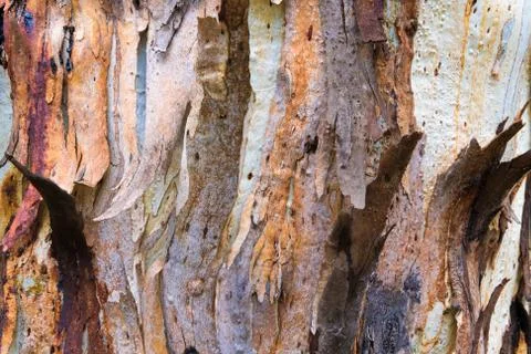 Eucalyptus tree bark texture, colourful natural abstract pattern Stock Photos