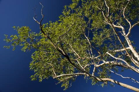 Eucalyptus tree with blue sky as background with copy space bottom right  Des Stock Photos