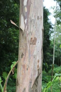 Eucalyptus tree.The body of the tree Stock Photos