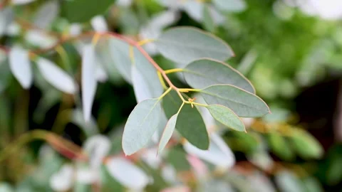 Eucalyptus tree branch moving, abstract green leaves background Stock Footage 246623931