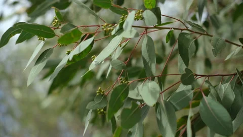 Eucalyptus tree branch moving on wind blow,evergreen plants nature Stock Footage 167186857