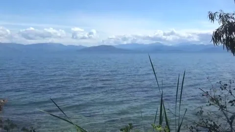 Eucalyptus tree branch on the sea background Video stock 308815134