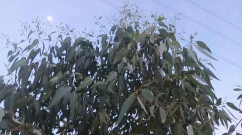 Eucalyptus Tree Branches Against Evening Sky with Power Lines Stock Photos